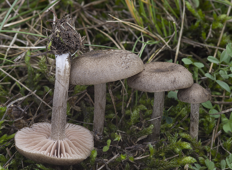 Entoloma plebeioides